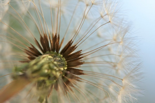 Fototapeta Makro Strzał Dandelion