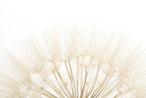 Fototapeta Dandelion close-up