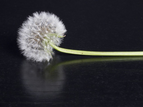 Fototapeta Dandelion kwiat błyszczącym czarnym tłem