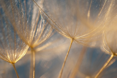 Fototapeta Złote nasiona dandelion makro z płytkiej głębi ostrości