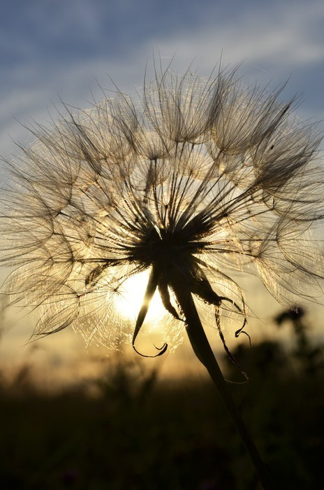 Fototapeta Dandelion na zachodzie słońca