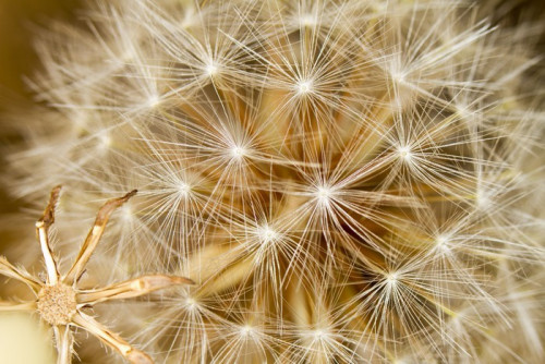 Fototapeta Piękne kwiaty dandelion