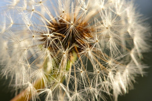 Fototapeta Makro Strzał Dandelion