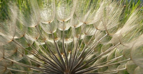 Fototapeta Dandelion Seeds w podświetlany na banerze