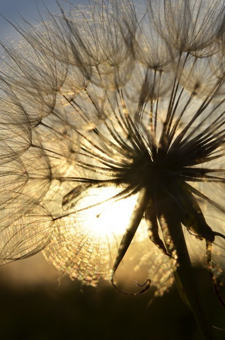 Fototapeta Dandelion na zachodzie słońca