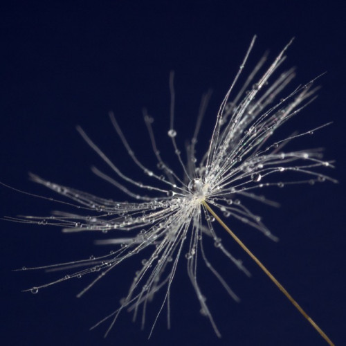 Fototapeta Single seed dandelion z kropli