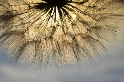 Fototapeta Dandelion na zachodzie słońca