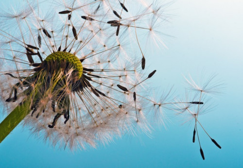 Fototapeta Dandelion: We odlecieć do spełnienia życzenia