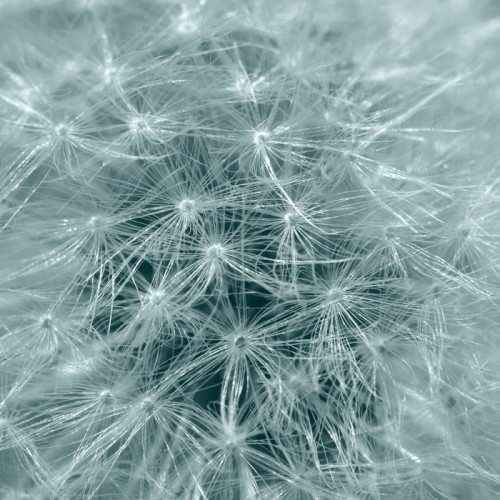 Fototapeta Szczegół Dandelion w lekkiej tonacji niebiesko-zielony