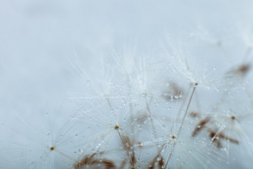 Fototapeta Dandelion nasion