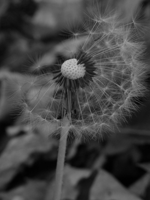 Fototapeta Black & White Dandelion