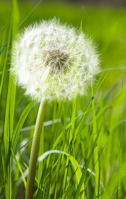 Fototapeta Dandelion w wiosennej trawie