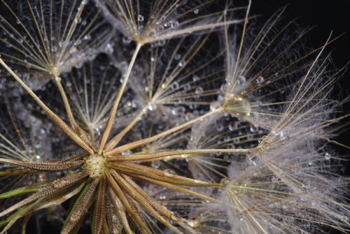 Fototapeta Dandelion nasion objętych krople wody