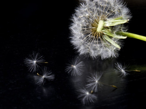 Fototapeta Dandelion kwiat na czarnym tle z nasion około