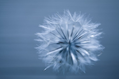 Fototapeta Dandelion nasion