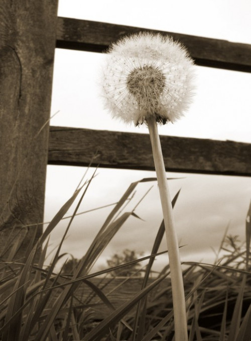 Fototapeta Sepia stonowanych zamknąć się dandelion zegar z drewnianym płotem