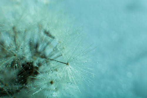 Fototapeta Dandelion nasion