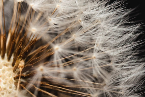 Fototapeta Close-up z głowy dandelion nasion