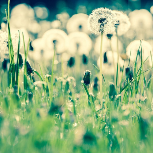 Fototapeta Piękno dandelions