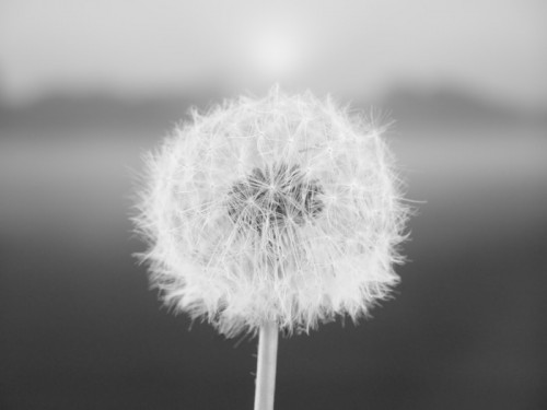 Fototapeta Dandelion nasion