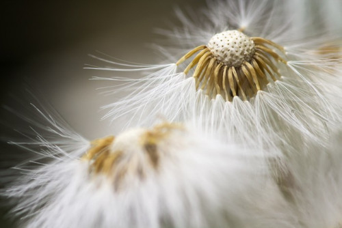 Fototapeta Dandelion close-up