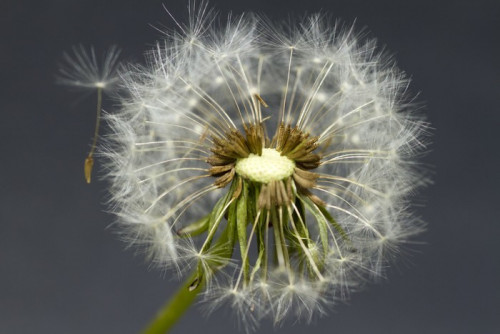 Fototapeta Dandelion bliska 2