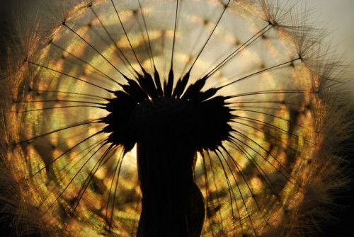 Fototapeta Dandelion nasion