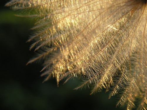 Fototapeta Dandelion nasion w półmroku