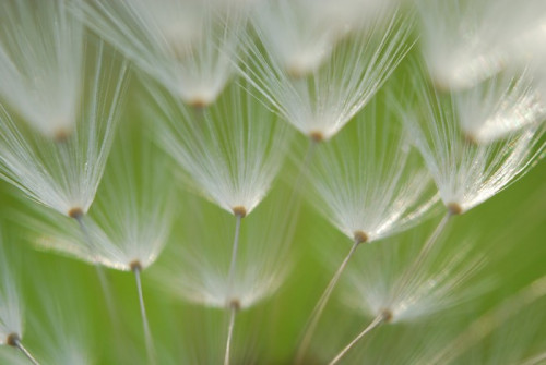 Fototapeta Dandelion nasion