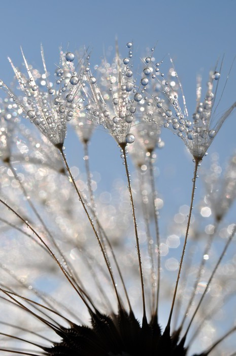 Fototapeta Zroszony Dandelion bliska