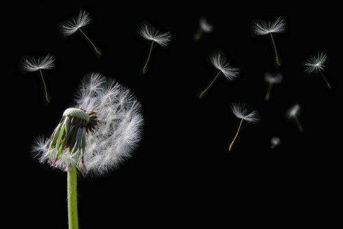 Fototapeta Dandelion kwiat i nasiona latające na czarnym tle