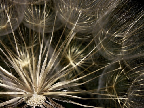 Fototapeta Dandelion wewnątrz 2