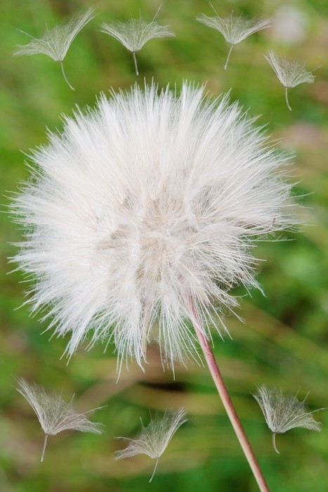 Fototapeta Dandelion dmuchane na wietrze.