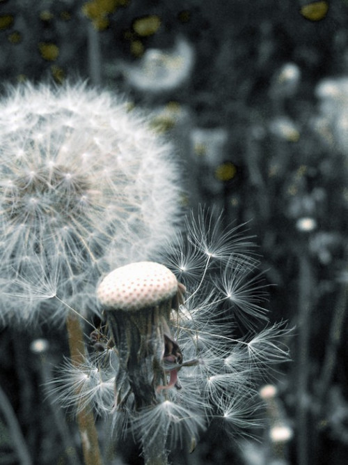 Fototapeta Kwiat dandelion