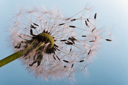 Fototapeta Dandelion: gotowy, aby odlecieć