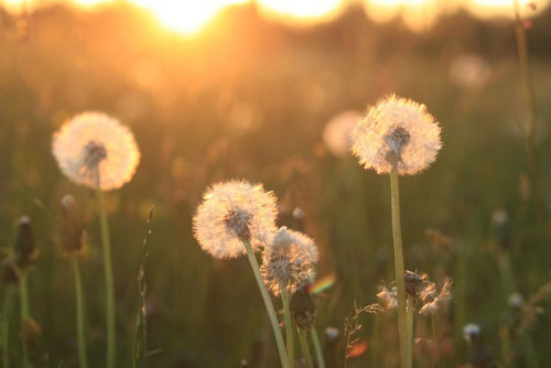 Fototapeta Dandelion Seeds Blowball