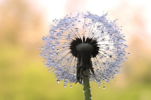 Fototapeta Dandelion nasion