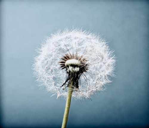 Fototapeta Dandelion. Archiwalne stary wygląd.