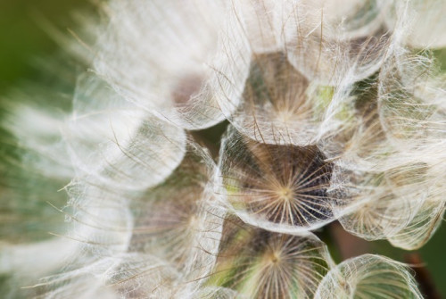 Fototapeta Dandelion z nasion