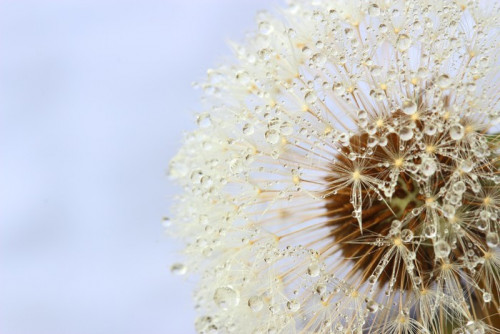 Fototapeta Dandelion nasion objętych krople wody