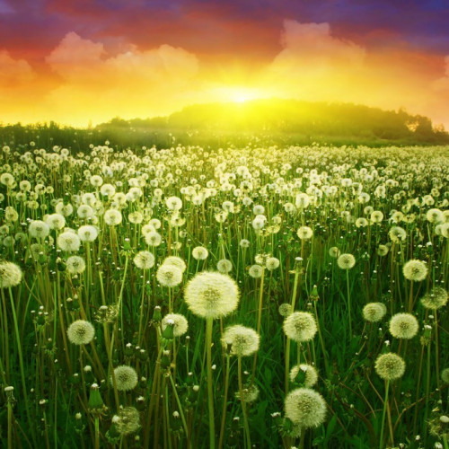 Fototapeta Dandelion pole i kolorowe słońca.