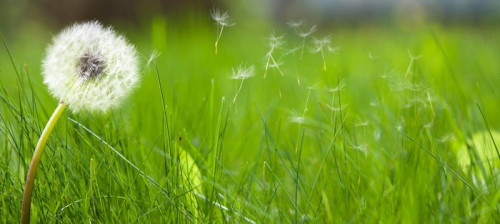 Fototapeta Piękny biały dandelion na trawniku