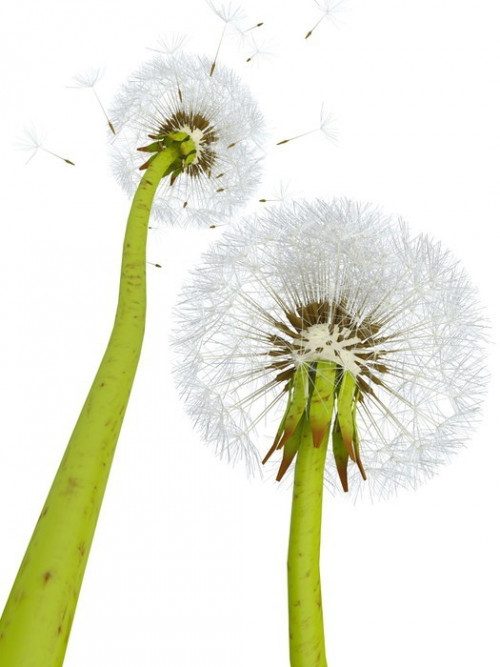 Fototapeta 3d dandelions