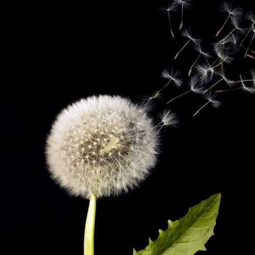 Fototapeta Blowball i latające nasiona mleczu