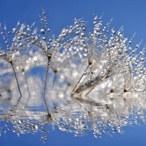 Fototapeta Zroszony Dandelion bliska