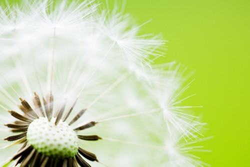 Fototapeta Close-up z Nasion Dandelion na zielonym tle