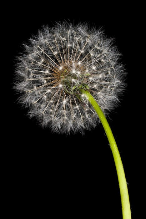 Fototapeta Mniszek lekarski (Taraxacum officinale)