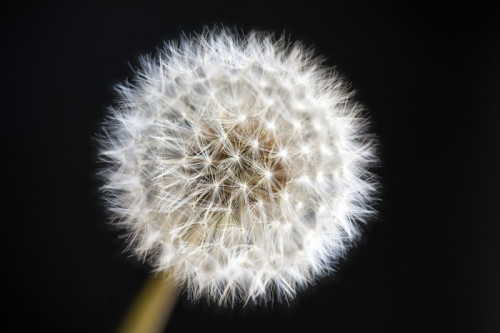 Fototapeta Dandelion dojrzałe makro owoce (Taraxacum officinale) na czarno