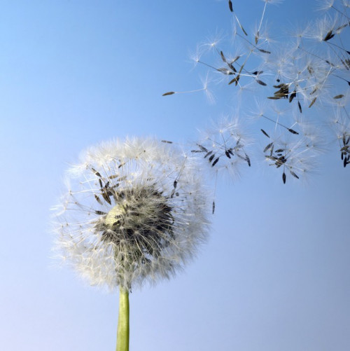 Fototapeta Blowball dandelion i nasiona latające