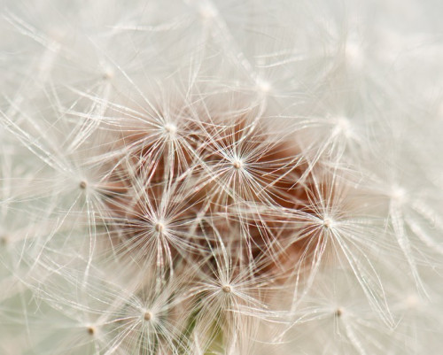 Fototapeta Tekstury Dandelion